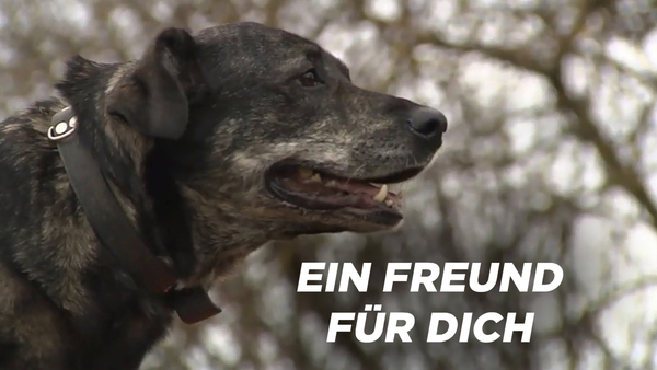 Ein Freund für dich