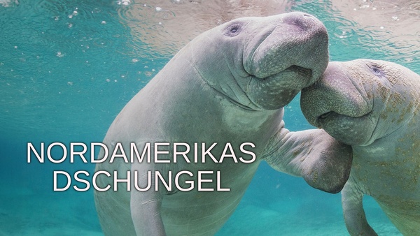 Nordamerikas Dschungel