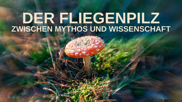 Der Fliegenpilz - Zwischen Mythos und Wissenschaft