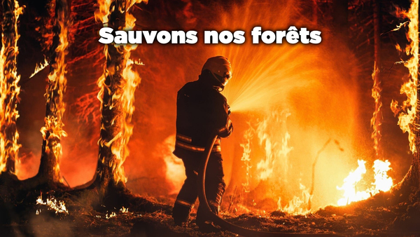 Live: Sauvons nos forêts