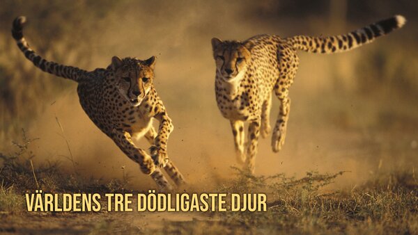 Världens tre dödligaste djur