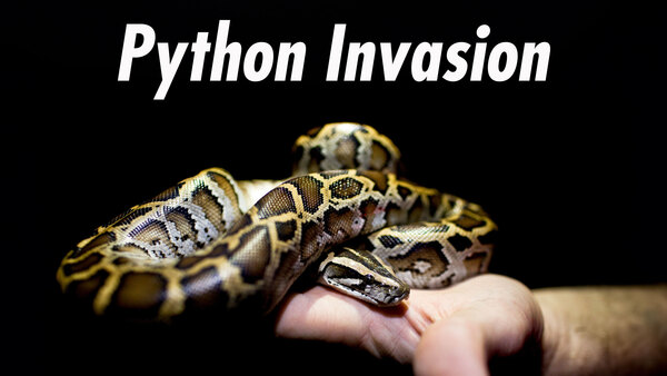 Python Invasion