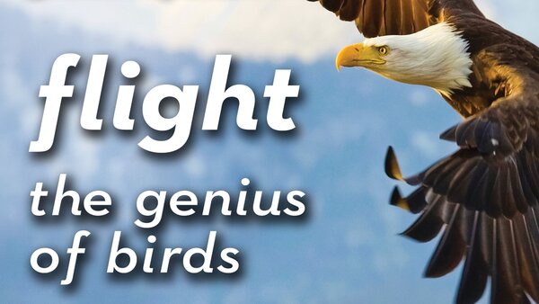 Flight: The Genius of Birds