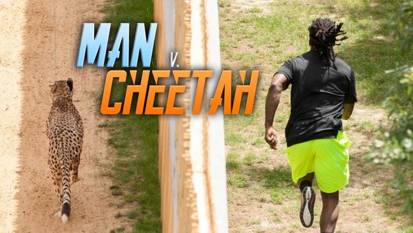 Man v. Cheetah
