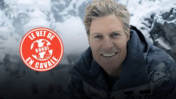 Le vet de Bondi en cavale