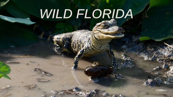 Wild Florida