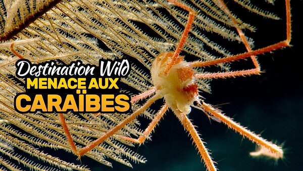 Destination Wild : Menace aux Caraïbes