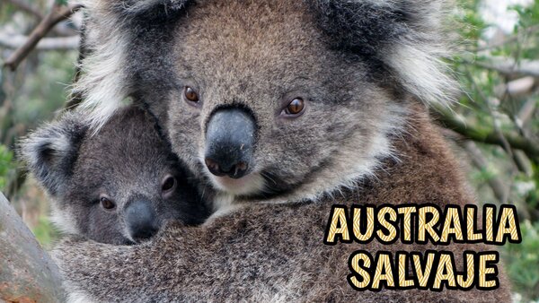 Australia salvaje
