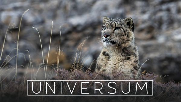 Universum