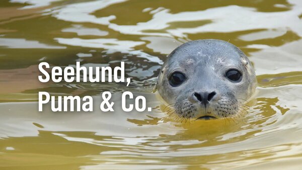 Seehund, Puma & Co.