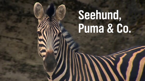 Seehund, Puma & Co.