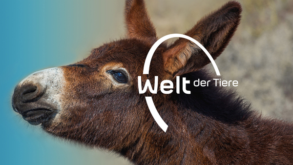 Welt der Tiere