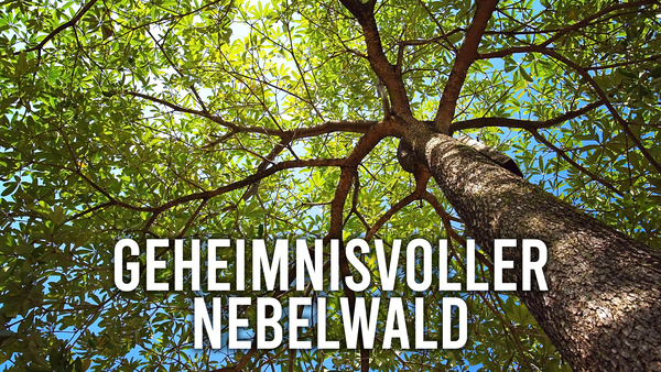 Geheimnisvoller Nebelwald
