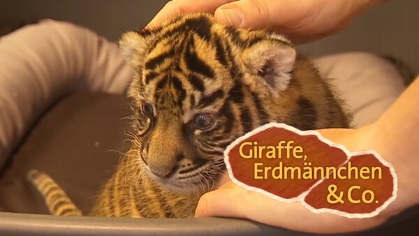 Giraffe, Erdmännchen & Co.
