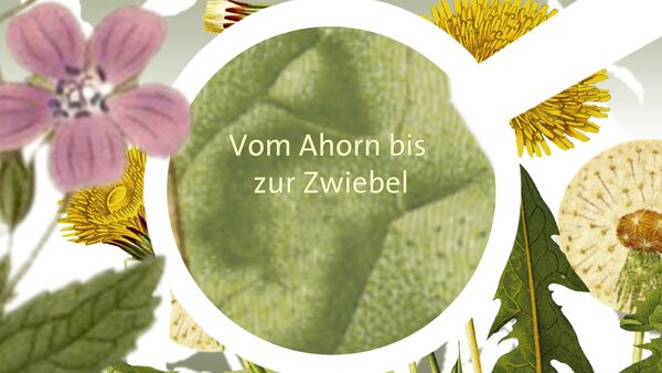Vom Ahorn bis zur Zwiebel