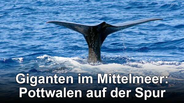 Giganten im Mittelmeer: Pottwalen auf der Spur