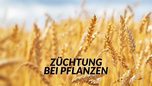 Züchtung bei Pflanzen
