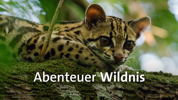 Abenteuer Wildnis
