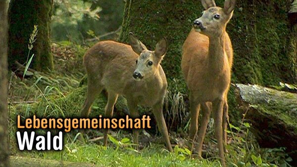Lebensgemeinschaft Wald