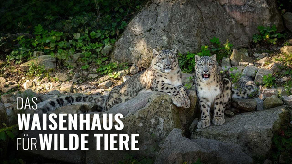 Das Waisenhaus für wilde Tiere