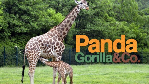 Panda, Gorilla & Co.