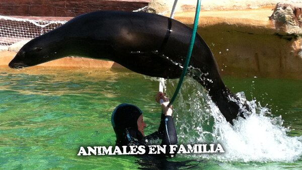 Animales en familia