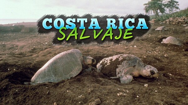 Costa Rica salvaje