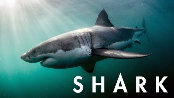 Shark
