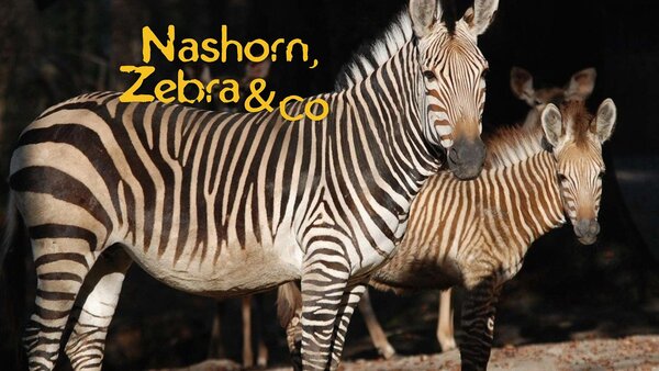 Nashorn, Zebra & Co.