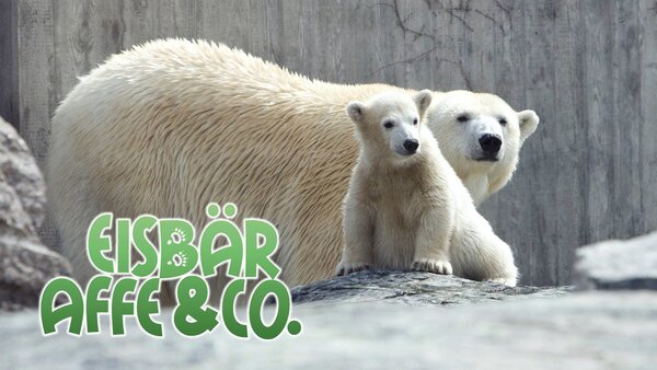 Eisbär, Affe & Co.