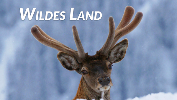 Wildes Land
