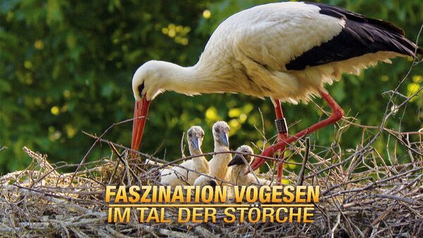 Faszination Vogesen; Im Tal der Störche