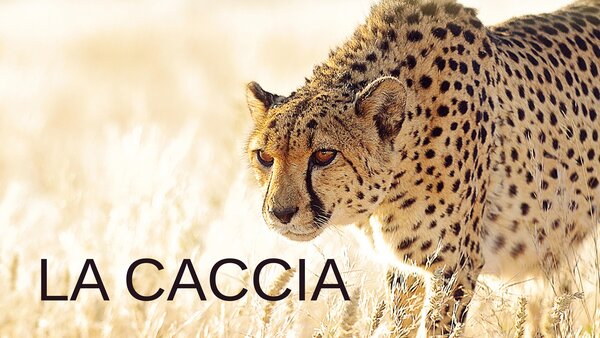 La caccia