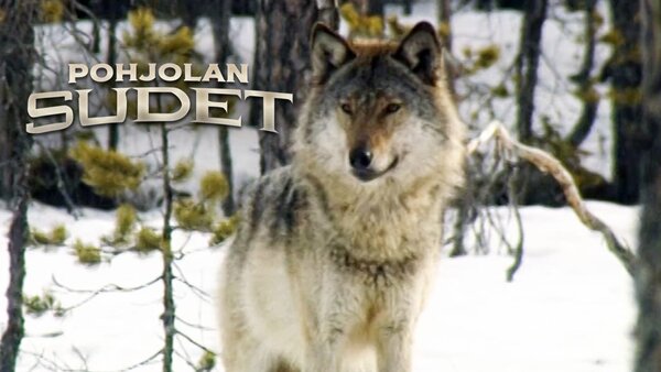 Pohjolan sudet