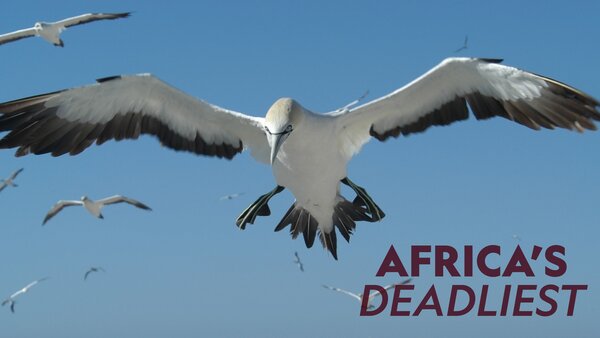 Africa's Deadliest