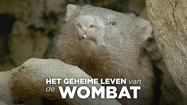 Het geheime leven van de Wombat