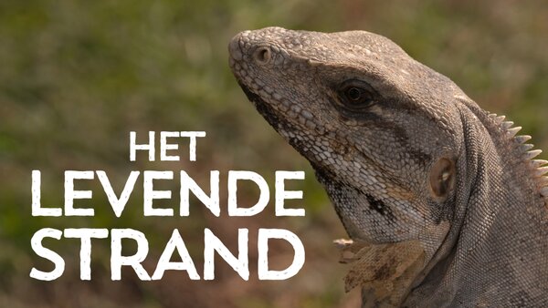 Het levende strand