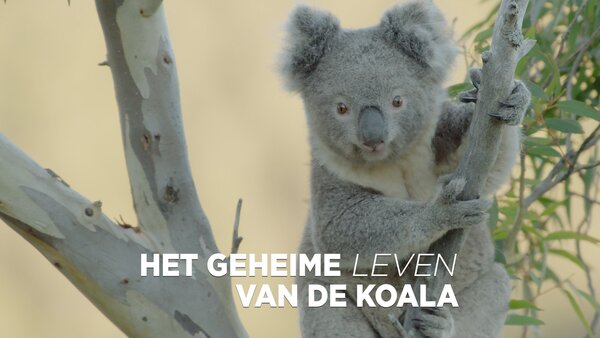 Het geheime leven van de koala