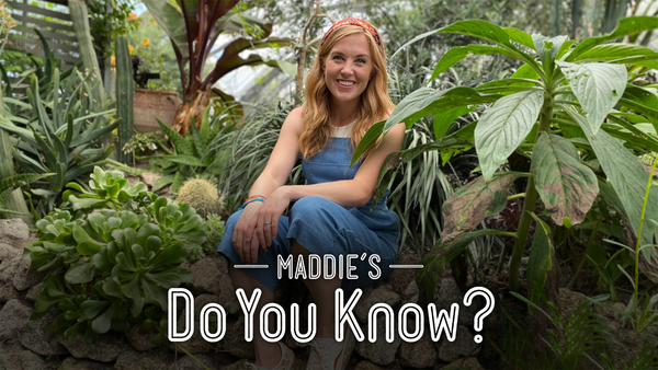 Maddie's Do You Know?