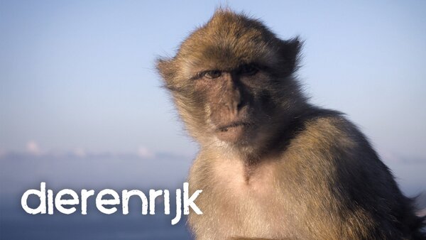 Dierenrijk