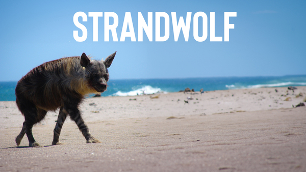 Strandwolf