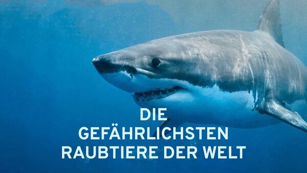 Die gefährlichsten Raubtiere der Welt