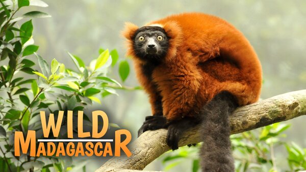 Wild Madagascar