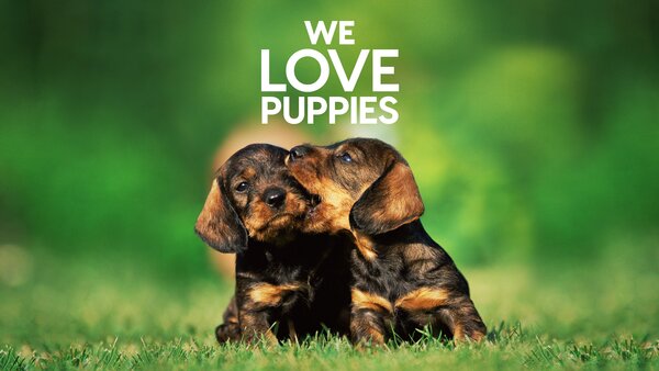 We Love Puppies