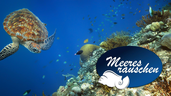 Live: Meeresrauschen