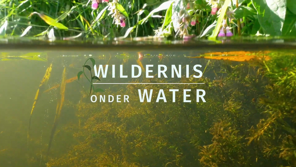 Wildernis onder Water