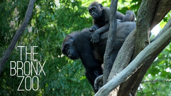 The Bronx Zoo