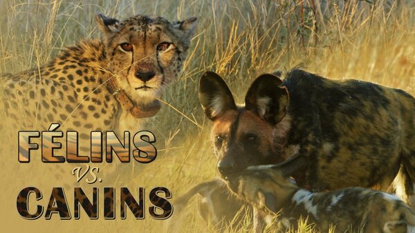 Félins Vs Canins