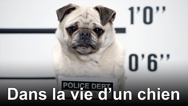 Dans la vie d'un chien