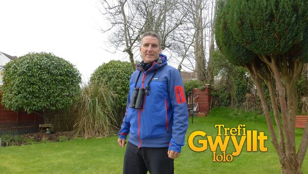 Trefi Gwyllt Iolo